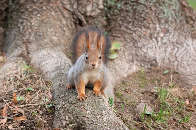 Eekhoorn in het najaar park