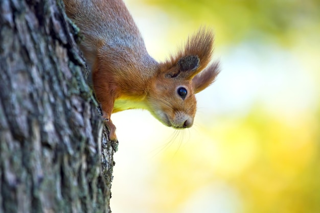 Eekhoorn in het park op een boom dieren in de natuur