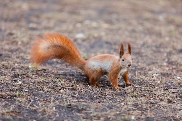 Eekhoorn in het park