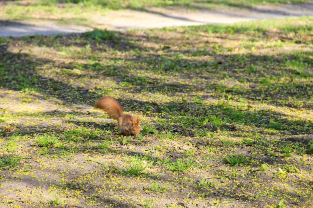 Eekhoorn in park