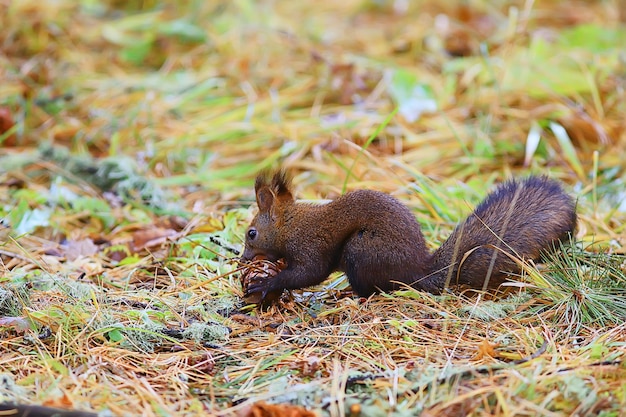 eekhoorn klein wild dier in de natuur in de herfst