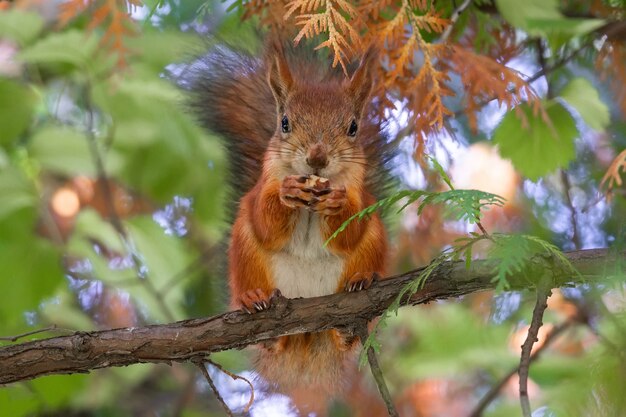 Eekhoorn loopt in het herfstpark