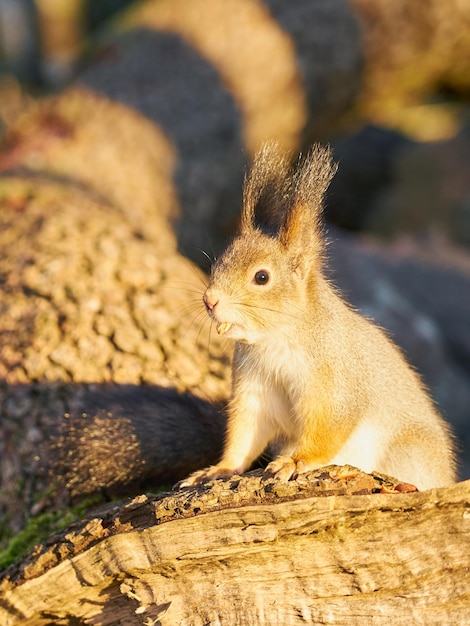 Eekhoorn met een noot in zijn poten in de zon