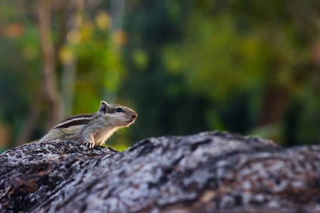 Eekhoorn of knaagdier of ook bekend als Chipmunk op de boomstam op een zachte wazige achtergrond