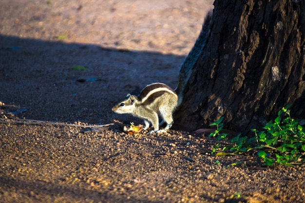 Eekhoorn of knaagdier of ook bekend als Chipmunk, op de grond