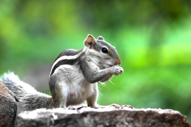 Eekhoorn of knaagdier of ook bekend als Chipmunk pauzeerde en nieuwsgierig op de boomhof