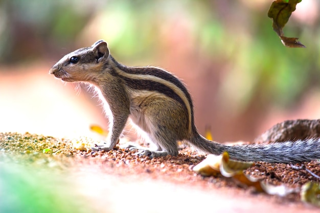 Eekhoorn of knaagdier of ook bekend als Chipmunk zittend op de grond in een zachte wazige achtergrond