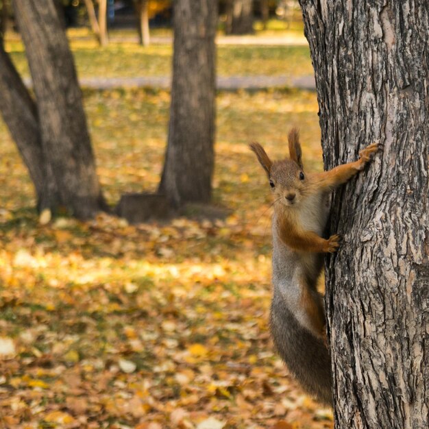 Foto eekhoorn op boom in het park