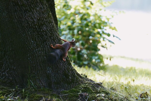 Eekhoorn op boom