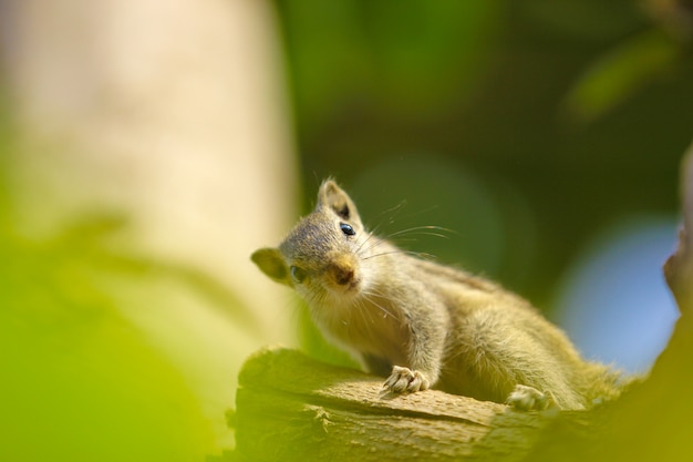 eekhoorn op boom