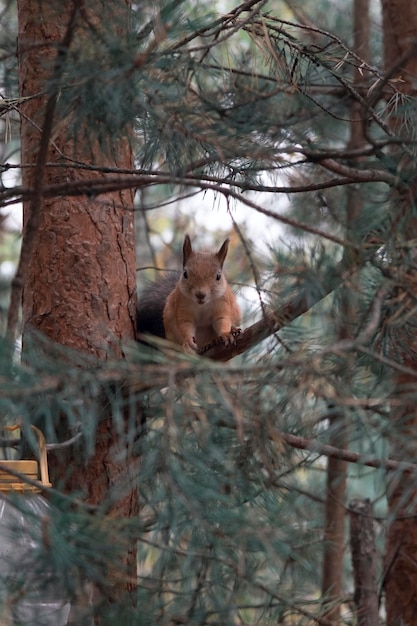 Eekhoorn op boomtak in het bos Schattige kleine eekhoorn vergadering boomtak Mooie pluizige eekhoorn in park