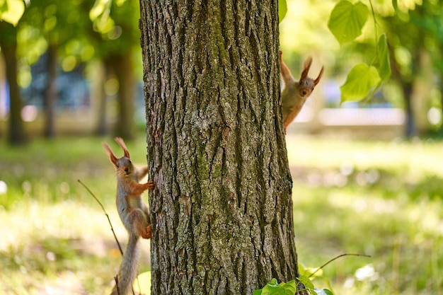 Eekhoorn op de boom in het voorjaarspark