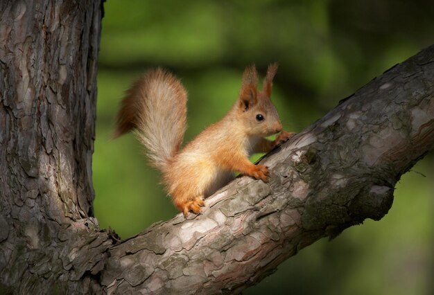 Eekhoorn op de boom.