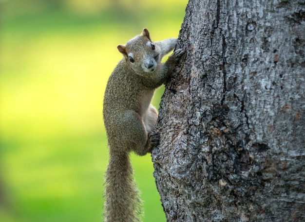 eekhoorn op de boom