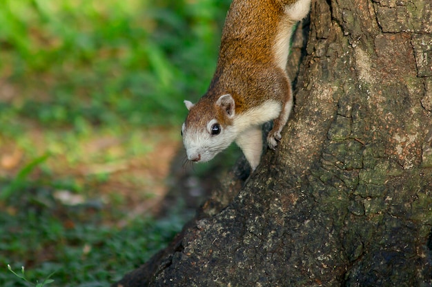 Eekhoorn op de boom