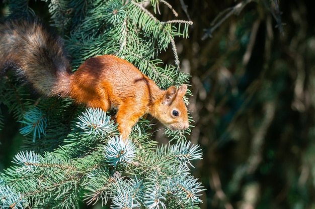 Eekhoorn op de boom