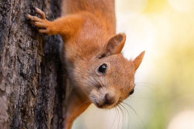 Eekhoorn op de boom