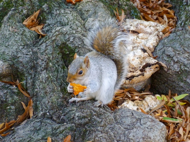 Eekhoorn op de grond eten