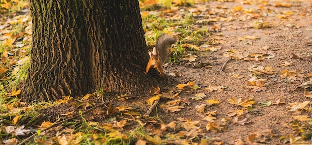 Eekhoorn op de grond in de buurt van boomstam op zoek naar voedsel in de herfst Klein dier op zoek naar voorraden in het bos