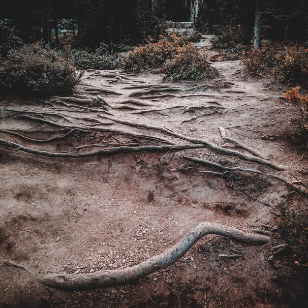 Foto eekhoorn op een boom in het bos.