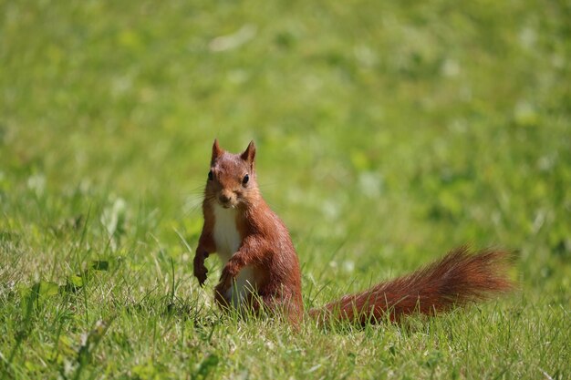 Eekhoorn op een veld