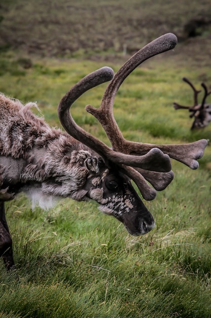 Foto eekhoorn op een veld