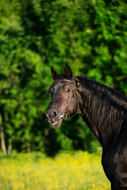 Foto eekhoorn op een veld