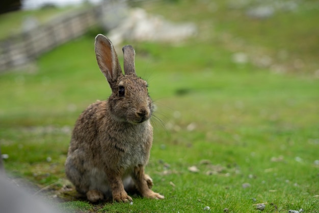 Foto eekhoorn op een veld