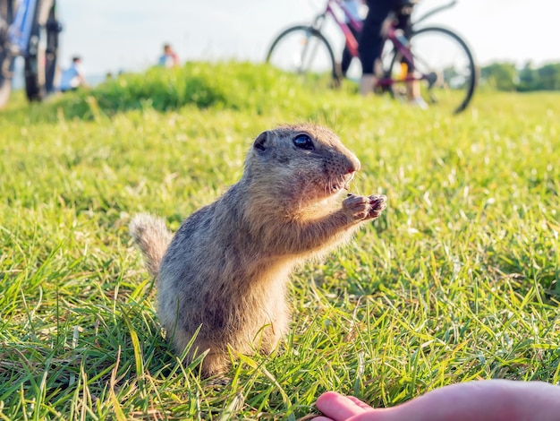 Foto eekhoorn op een veld