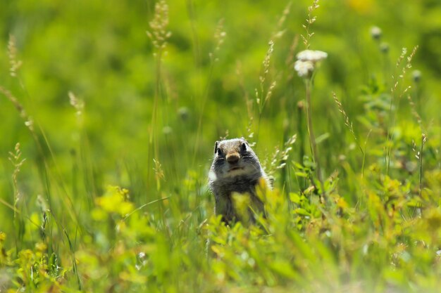 Foto eekhoorn op het grasveld