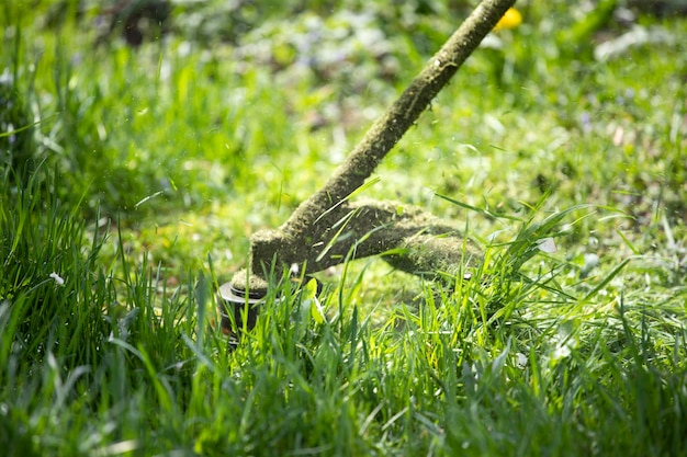 Foto eekhoorn op het land