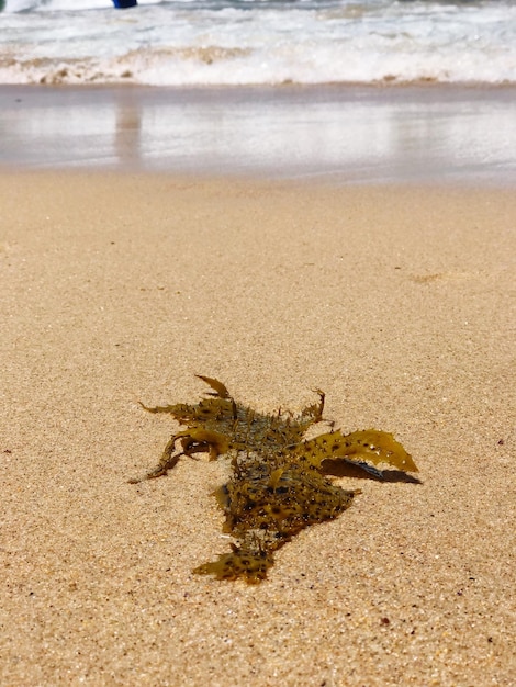 Foto eekhoorn op het strand.