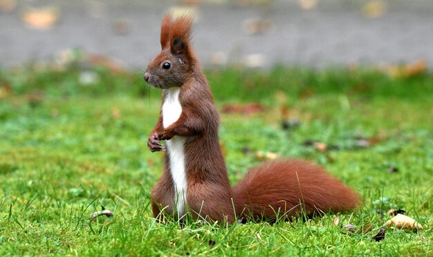 Foto eekhoorn op het veld