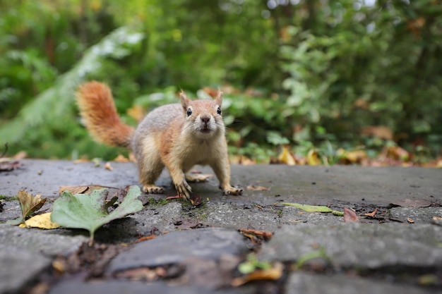 Eekhoorn poseren in bos