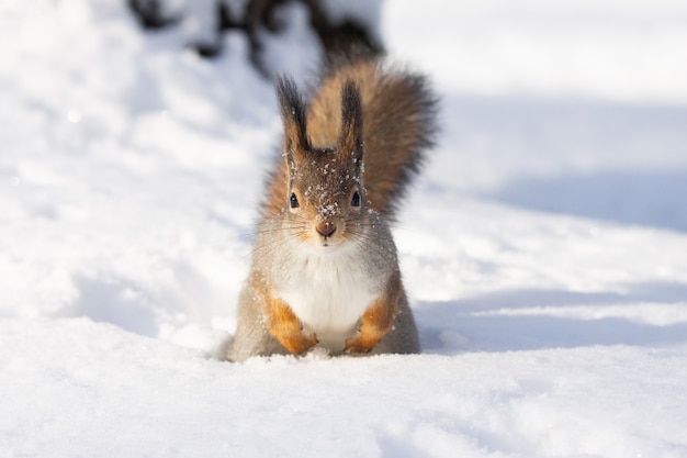 Eekhoorn sneeuw winter