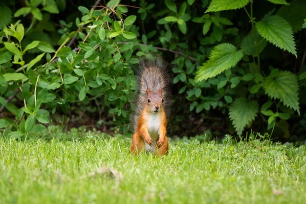 Eekhoorn staat op het groene gras in het Park