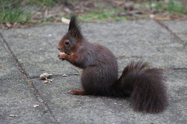 Foto eekhoorn zit in een veld.