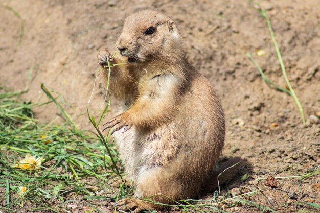 Foto eekhoorn zit op het veld.