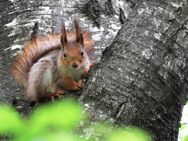 Eekhoorn zittend op berkenboom