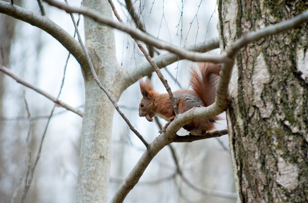 Eekhoorn zittend op boomtakken, knagen aan een noot in het park, onderaanzicht