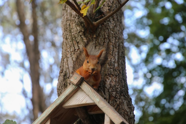 Eekhoorn zittend op een houten feeder