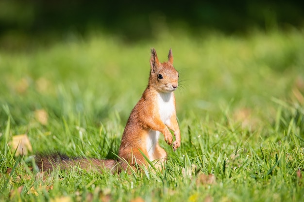 Eekhoorn zittend op een tak in het park