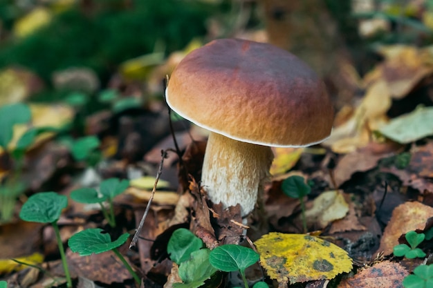 eekhoorntjesbrood herfst in het bos. Paddestoel in gebladerte