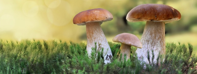 Eekhoorntjesbrood paddestoelen groeien in het mos in bos in panoramisch uitzicht