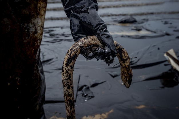 eel  killed by oil pollution on beach