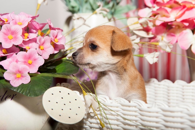 Een 1 maand oude chihuahua pup op bloem achtergrond