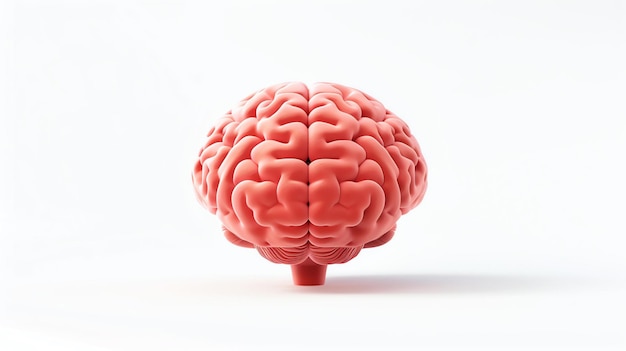Een 3D-weergave van een menselijk brein Het brein is het belangrijkste orgaan in het menselijk lichaam