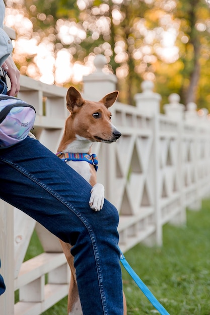 Een aangelijnde hond kijkt uit over een hek