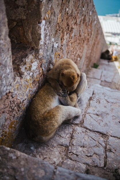 Foto een aap die een andere aap ontluistert op de trap van karel v in gibraltar