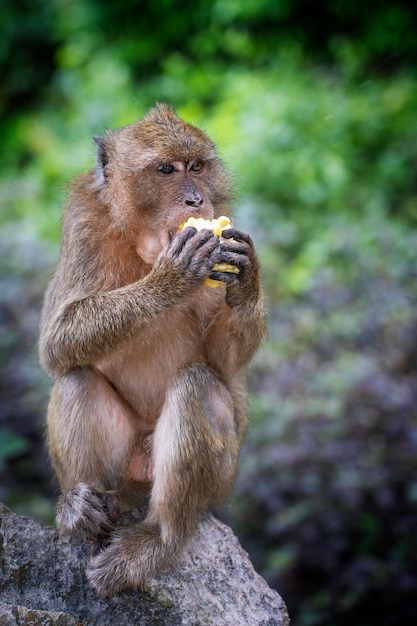 Een aap die een mais eet in de jungle